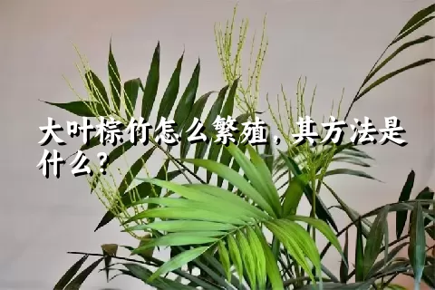 大叶棕竹怎么繁殖，其方法是什么？