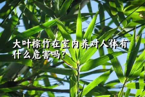 大叶棕竹在室内养对人体有什么危害吗？