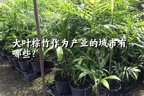 大叶棕竹作为产业的城市有哪些？