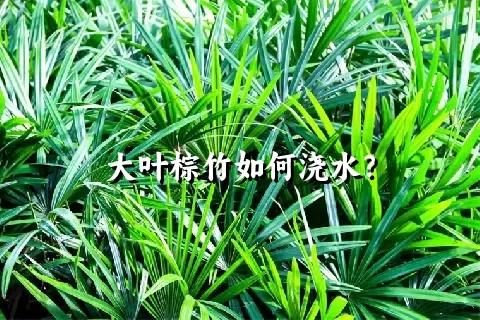 大叶棕竹如何浇水？