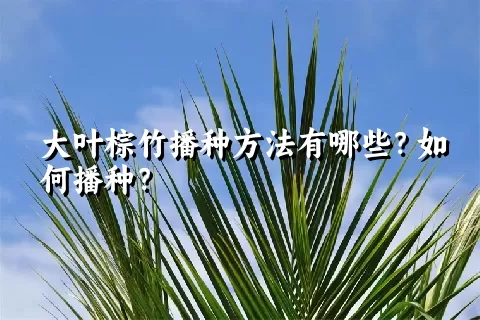 大叶棕竹播种方法有哪些？如何播种？