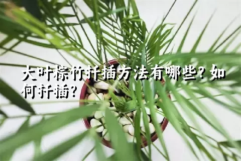 大叶棕竹扦插方法有哪些？如何扦插？