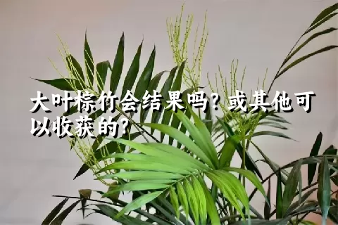 大叶棕竹会结果吗？或其他可以收获的？