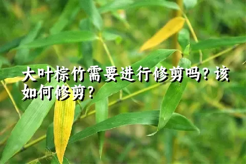 大叶棕竹需要进行修剪吗？该如何修剪？