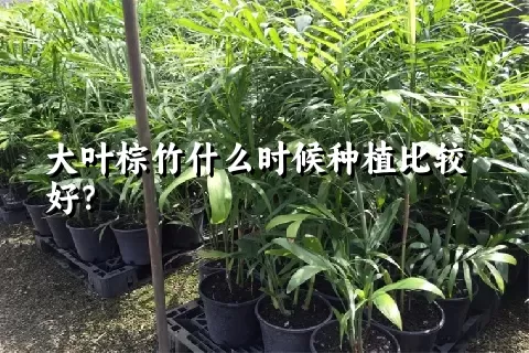 大叶棕竹什么时候种植比较好？