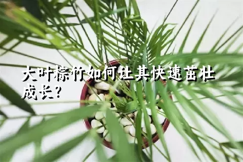 大叶棕竹如何让其快速茁壮成长？