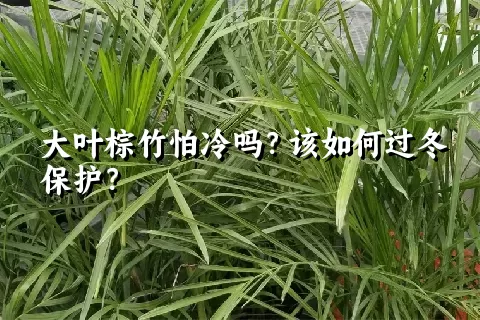 大叶棕竹怕冷吗？该如何过冬保护？