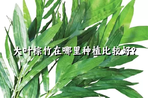 大叶棕竹在哪里种植比较好？