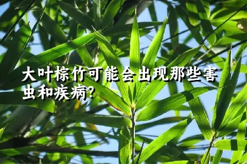 大叶棕竹可能会出现那些害虫和疾病？