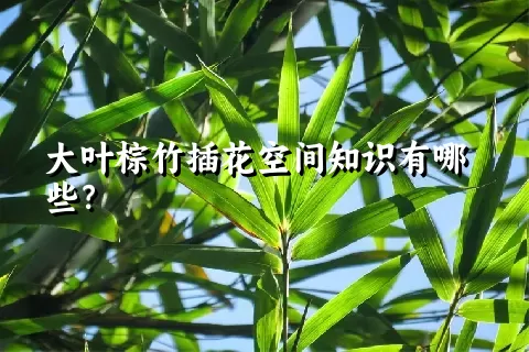 大叶棕竹插花空间知识有哪些？