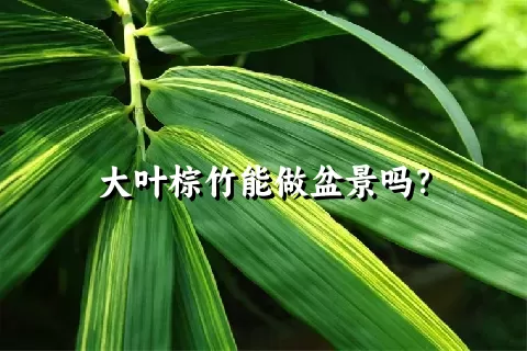 大叶棕竹能做盆景吗？