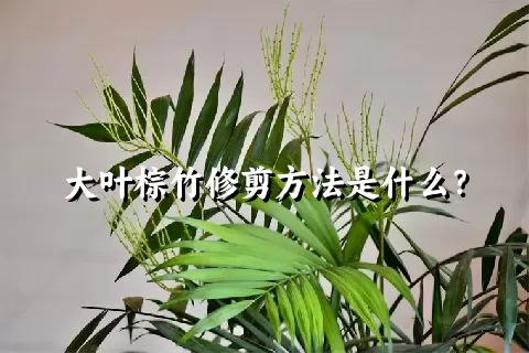 大叶棕竹修剪方法是什么？