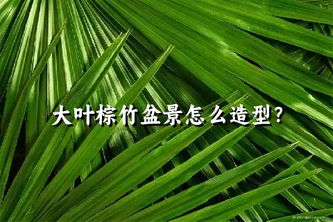 大叶棕竹盆景怎么造型？