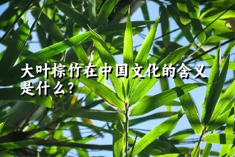 大叶棕竹在中国文化的含义是什么？