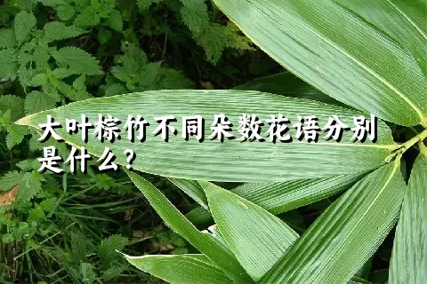 大叶棕竹不同朵数花语分别是什么？