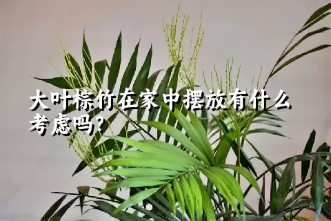 大叶棕竹在家中摆放有什么考虑吗？