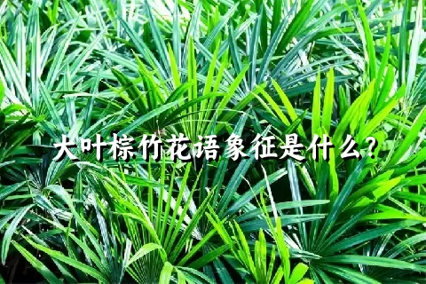 大叶棕竹花语象征是什么？