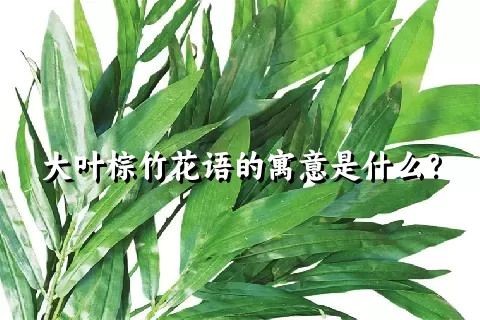 大叶棕竹花语的寓意是什么？