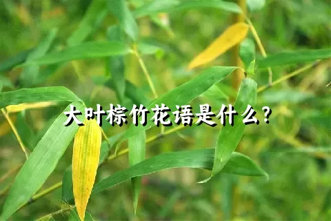 大叶棕竹花语是什么？