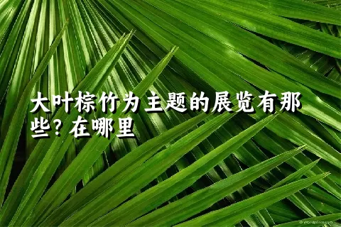 大叶棕竹为主题的展览有那些？在哪里