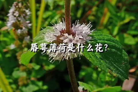 唇萼薄荷是什么花？