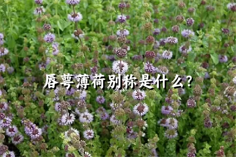 唇萼薄荷别称是什么？