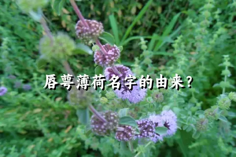 唇萼薄荷名字的由来？