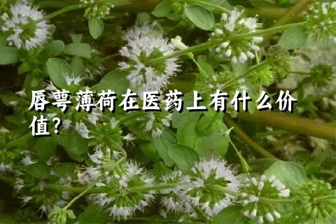 唇萼薄荷在医药上有什么价值？