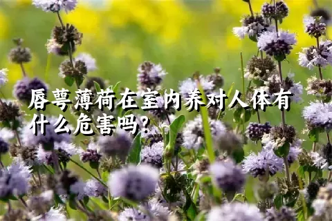 唇萼薄荷在室内养对人体有什么危害吗？