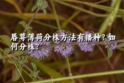 唇萼薄荷分株方法有播种？如何分株？