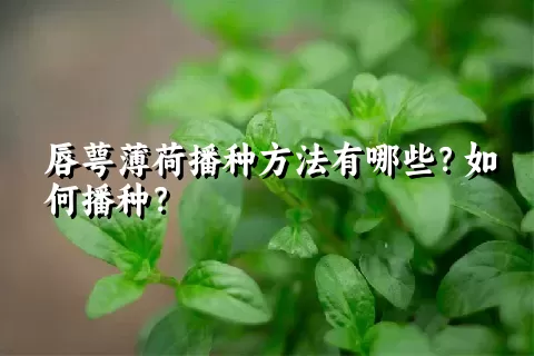 唇萼薄荷播种方法有哪些？如何播种？