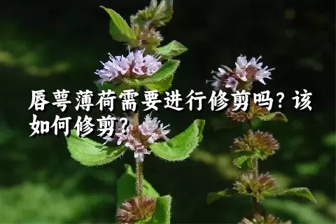 唇萼薄荷需要进行修剪吗？该如何修剪？