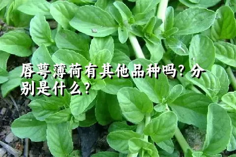 唇萼薄荷有其他品种吗？分别是什么？