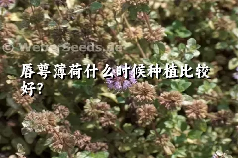 唇萼薄荷什么时候种植比较好？