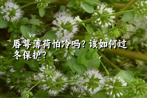 唇萼薄荷怕冷吗？该如何过冬保护？