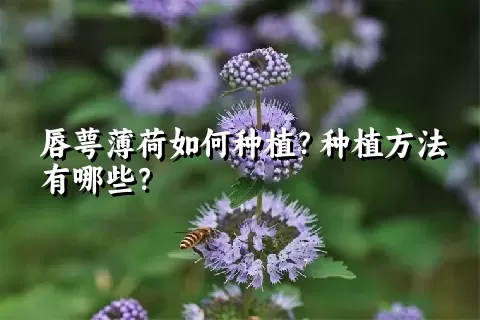 唇萼薄荷如何种植？种植方法有哪些？