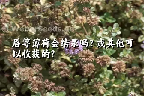 唇萼薄荷会结果吗？或其他可以收获的？