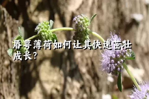 唇萼薄荷如何让其快速茁壮成长？