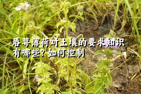 唇萼薄荷对土壤的要求知识有哪些？如何控制