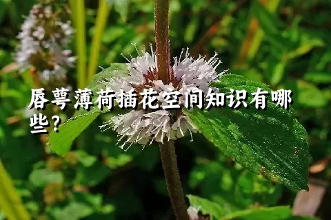 唇萼薄荷插花空间知识有哪些？