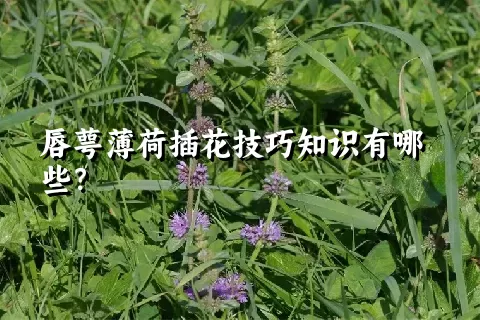 唇萼薄荷插花技巧知识有哪些？