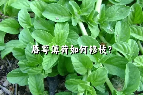 唇萼薄荷如何修枝？