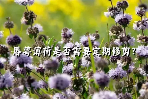 唇萼薄荷是否需要定期修剪？