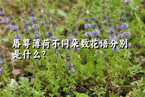 唇萼薄荷不同朵数花语分别是什么？