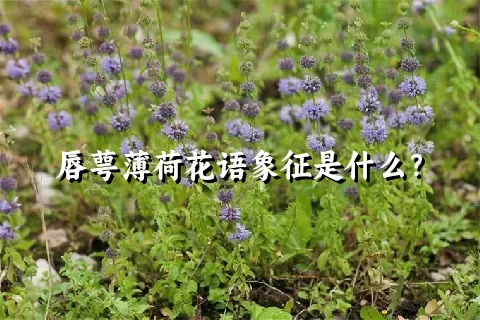 唇萼薄荷花语象征是什么？