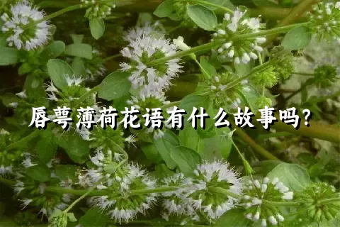 唇萼薄荷花语有什么故事吗？