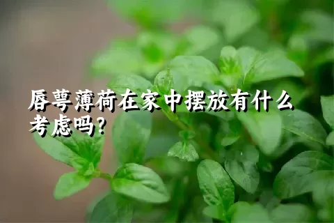 唇萼薄荷在家中摆放有什么考虑吗？