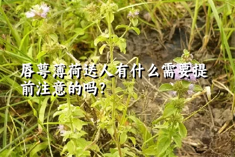 唇萼薄荷送人有什么需要提前注意的吗？