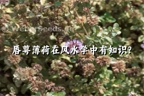 唇萼薄荷在风水学中有知识？