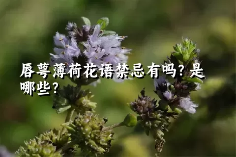 唇萼薄荷花语禁忌有吗？是哪些？